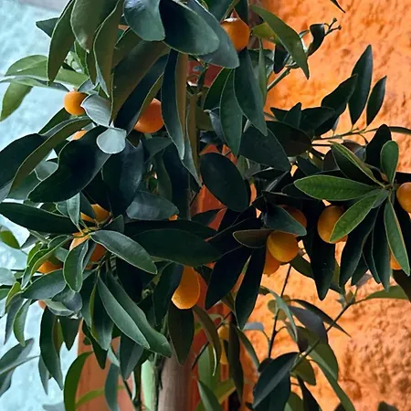 Limon בית אירוח אודיירן